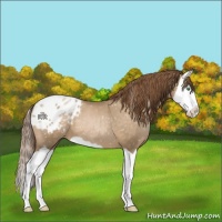 Horse Color:Smoky Black Pearl Splash Appaloosa 
