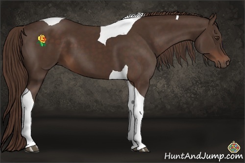 Horse Color:Liver Chestnut Tobiano 