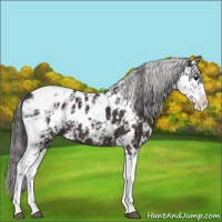 Horse Color:Smoky Black Sabino Appaloosa 