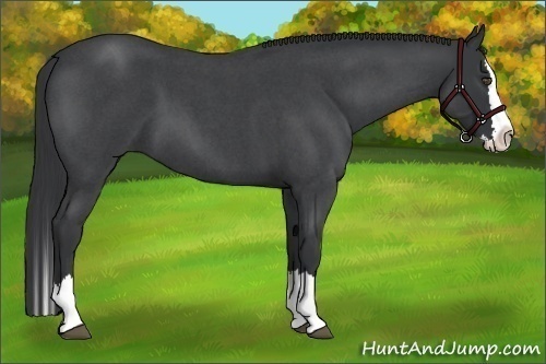 Horse Color:Blue Roan Splash