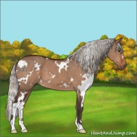 Horse Color:White Spotted Silver Bay Dun