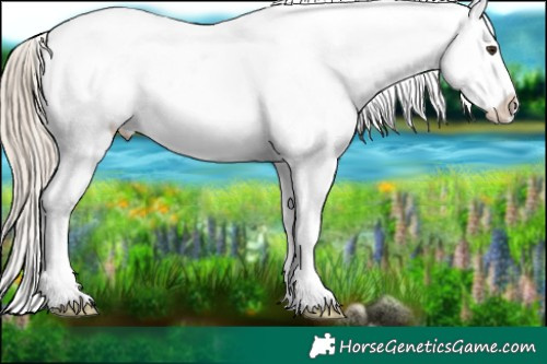 Horse Color:Chocolate Palomino Sabino Appaloosa 