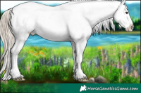 Horse Color:Chocolate Palomino Sabino Appaloosa 