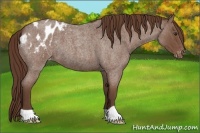 Horse Color:Liver Red Roan Appaloosa 