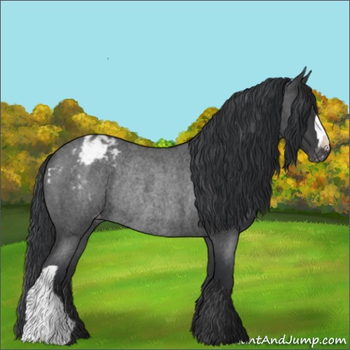 Horse Color:Blue Roan Appaloosa Rabicano 