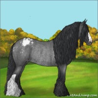 Horse Color:Blue Roan Appaloosa Rabicano 