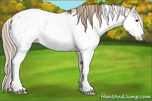 Horse Color:Chocolate Palomino Sabino Snowcap Rabicano 