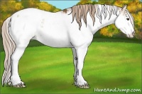 Horse Color:Chocolate Palomino Sabino Snowcap Rabicano 