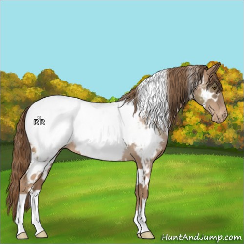 Horse Color:White Spotted Liver Chestnut Pearl Appaloosa Rabicano 