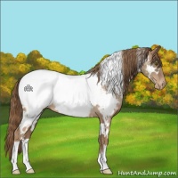 Horse Color:White Spotted Liver Chestnut Pearl Appaloosa Rabicano 