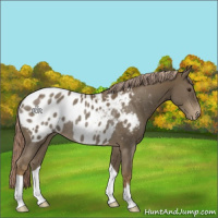 Horse Color:Chocolate Palomino Blanket Rabicano 