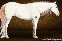 Horse Color:Amber Cream Champagne Roan Pearl Dun 