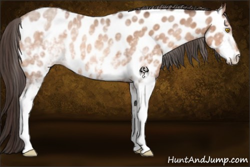 Horse Color:White Spotted Amber Champagne Appaloosa