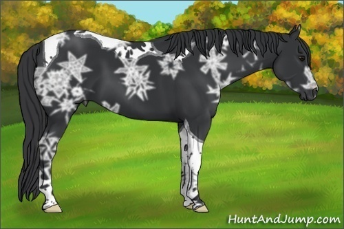 Horse Color:Black Ice Tobiano 