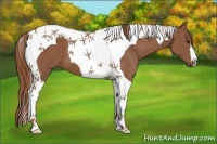 Horse Color:Chestnut Tobiano 