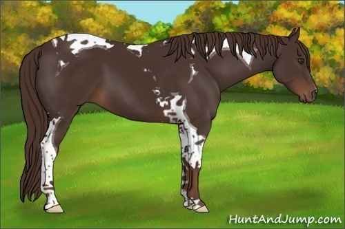 Horse Color:Liver Chestnut Tobiano 