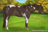 Horse Color:Liver Chestnut Tobiano 
