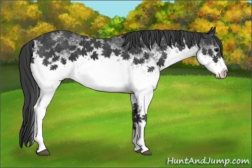 Horse Color:White Spotted Black