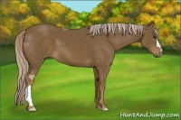 Horse Color:Chocolate Palomino 