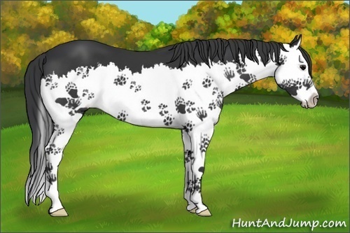 Horse Color:Black Splash 