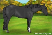 Horse Color:Black Tobiano 