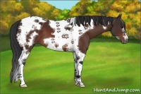 Horse Color:Bay Tobiano Frame 