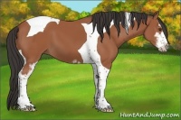 Horse Color:Bay Sabino Tobiano 