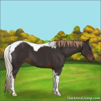 Horse Color:Liver Chestnut Tobiano 