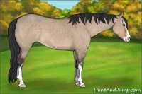 Horse Color:Brown Dun Sabino 