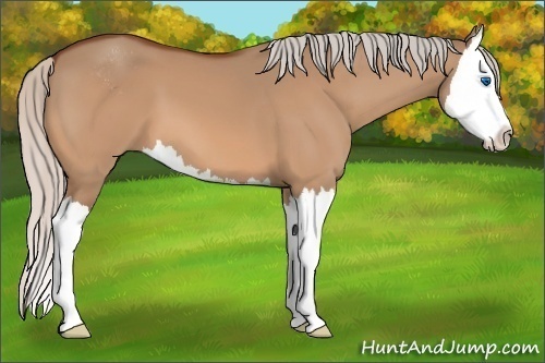 Horse Color:Silver Bay Dun Sabino Splash