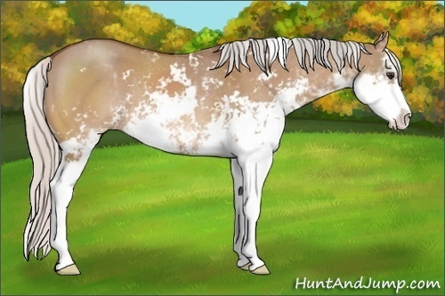 Horse Color:Silver Brown Dun Sabino Rabicano
