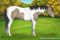 Horse Color:Classic Champagne Tobiano