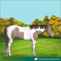 Horse Color:Classic Champagne Tobiano