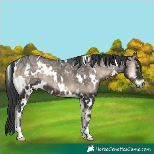 Horse Color:White Spotted Blue Onyx Ice 
