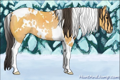Horse Color:White Spotted Buckskin Tobiano Rabicano