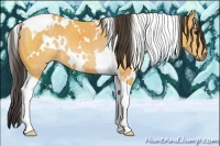 Horse Color:White Spotted Buckskin Tobiano Rabicano 