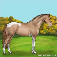 Horse Color:Liver Chestnut Pearl Sabino Tobiano 