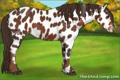 Horse Color:Liver Chestnut Appaloosa 