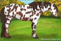 Horse Color:Liver Chestnut Near Leopard 