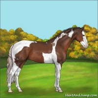 Horse Color:Liver Chestnut Sabino Splash Tobiano 