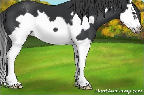 Horse Color:Black Splash Frame Varnish