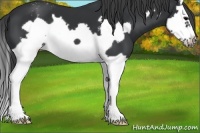 Horse Color:Black Splash Frame Appaloosa 