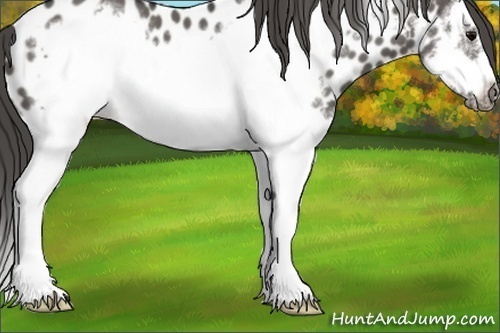Horse Color:Grullo Splash Frame Near Leopard