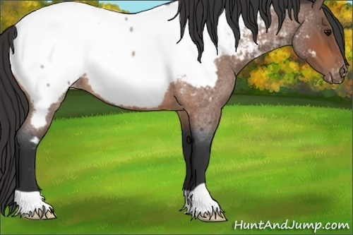 Horse Color:Bay Roan Near Fewspot