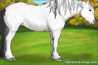 Horse Color:White Spotted Brown Appaloosa 