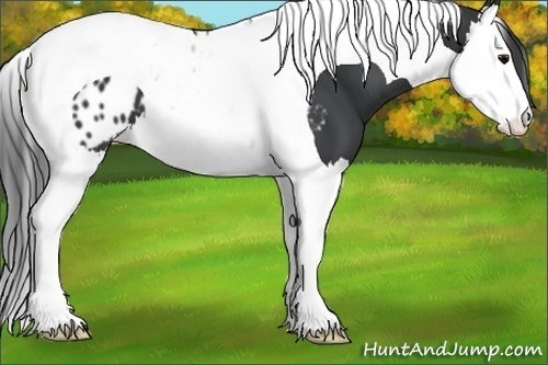 Horse Color:Black Splash Tobiano Appaloosa 