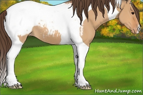 Horse Color:Bay Dun Tobiano Appaloosa