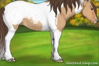 Horse Color:Bay Dun Tobiano Appaloosa 