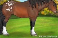 Horse Color:Bay Appaloosa 