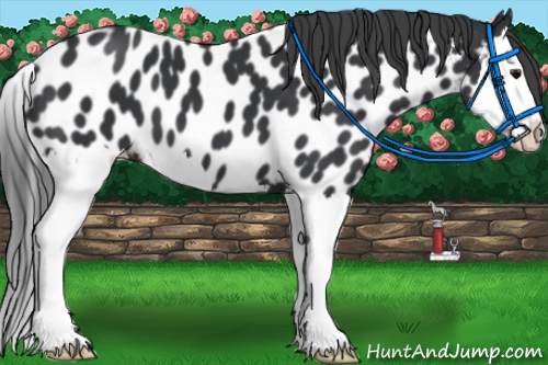Horse Color:Black Splash Near Leopard